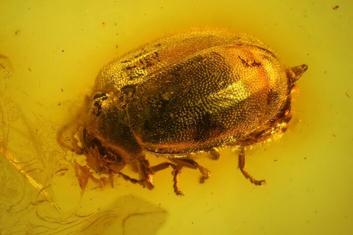 Fossil Beetle (Coleoptera) in Baltic Amber #159794